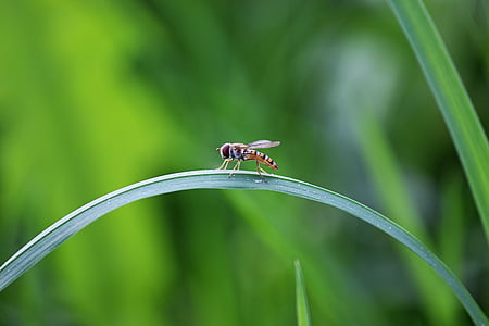 fly, insect, blade of grass, bridge, balance, arch, nature