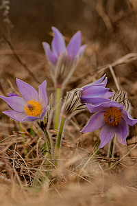 pulsatilla グランディス, 花, 春, 紫, 紫色の花