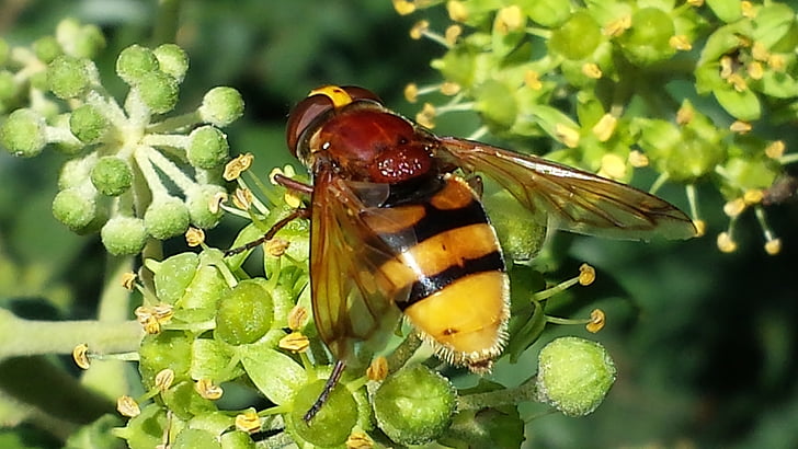 hoverfly, serangga, alam, penyerbukan, bergaris-garis, kuning