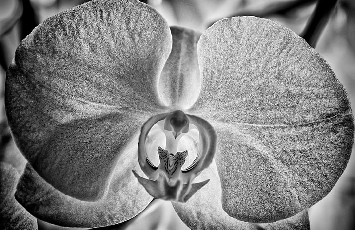 Орхидея, цветок, Блоссом, Блум, Природа, Белый цветок., закрыть
