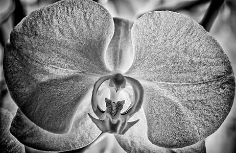 орхидея, цвете, Блосъм, Блум, природата, бял цвят, затвори