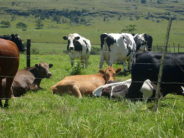 cows, herd, roadside, grazing, nature, farming, africa