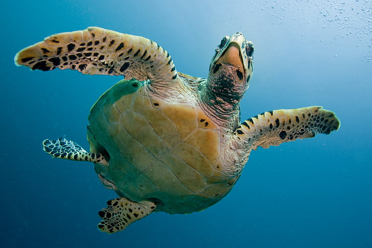 turtle, tortoise, sea, immersion, deep, maldivi, underwater