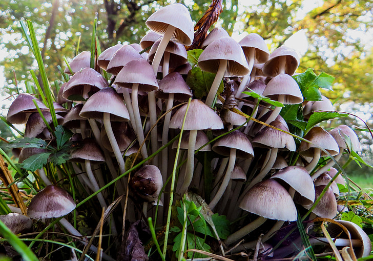 houby, Příroda, podzim, Les, houby, houby, závod