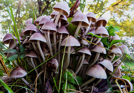 mushrooms, nature, autumn, forest, fungus, mushroom, plant