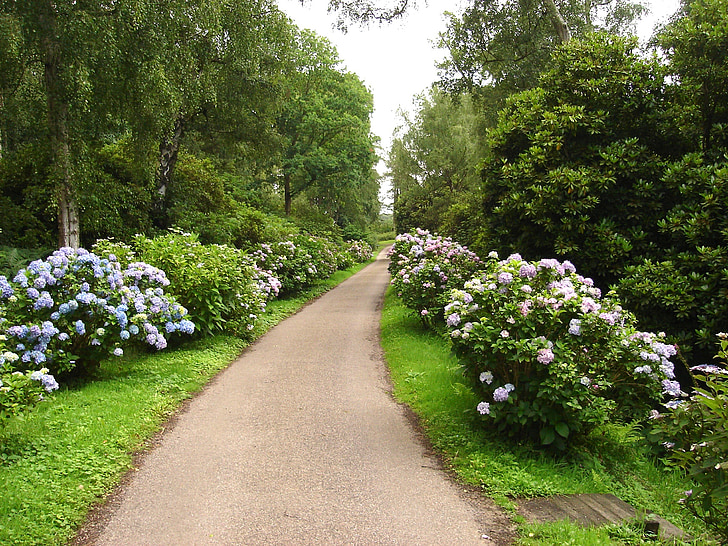 Norfolk, l’Angleterre, Great britian, hortensias, fleurs, plantes, chemin d’accès