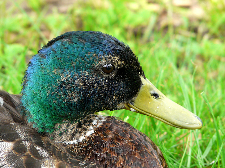 duck, nature, meadow, bird, color