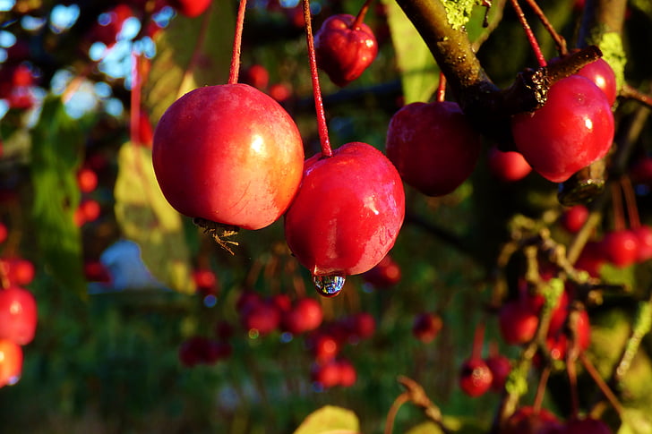 mele selvatiche, rosso, natura, giardino, autunno, goccia di pioggia, frutti di bosco