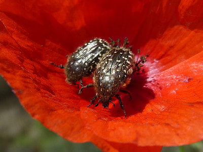 oxythyrea funesta, kumbang, Coleoptera, bunga, libar, berbulu kumbang, beberapa
