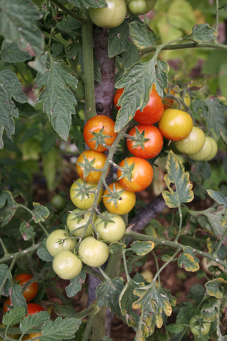 pomidory, ogród, kilka, warzywa, kuchnia, vegetale, naturalne
