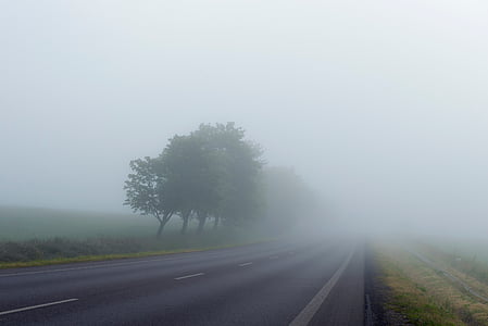 fog, trees, road, lane, path, grass, adventure