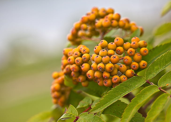 Serbal, bayas de Rowan, maduración de fruta, follaje, árbol, planta, naturaleza