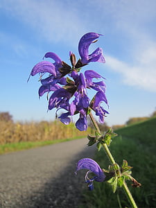 Salvia pratensis, weide clary, Veldsalie, Wildflower, Flora, plantkunde, plant