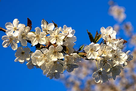 苹果树上的花, 苹果树开花, 春天, 开花, 绽放, 自然, 树