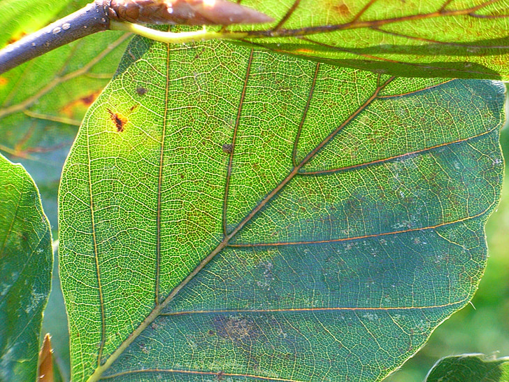 leaf, hanging beech, green, tree
