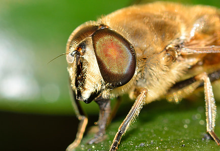 mosca de salmuera, insectos, Eristalis, tenax, naturaleza, macro, Close-up