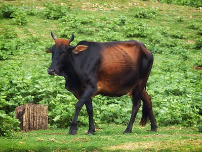 zebu, Srí lanka, tehén, szarvasmarha, női tehén, természet, kívül