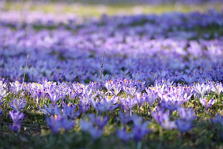 krokas, Polyana, pavasarį, gėlės, kalnai, violetinė, Gamta