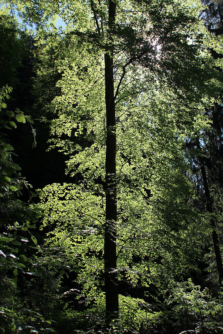 tree, leaves, back light, green, tribe, log, nature