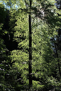 pohon, daun, kembali cahaya, hijau, suku, log, alam