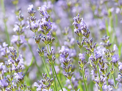 lavender, lavender field, lavender cultivation, true lavender, narrow leaf lavender, lavandula angustifolia, lavandula officinalis