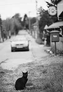 black cat, looking, street, cat, black, animal, feline
