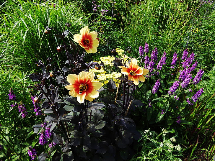Сад искусства, цветник, Весна, blütenmeer, Цветы, желтый, фиолетовый