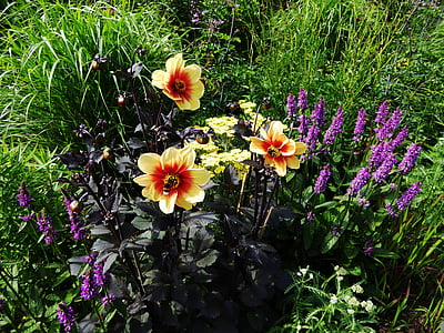 art garden, flower bed, spring, blütenmeer, flowers, yellow, purple