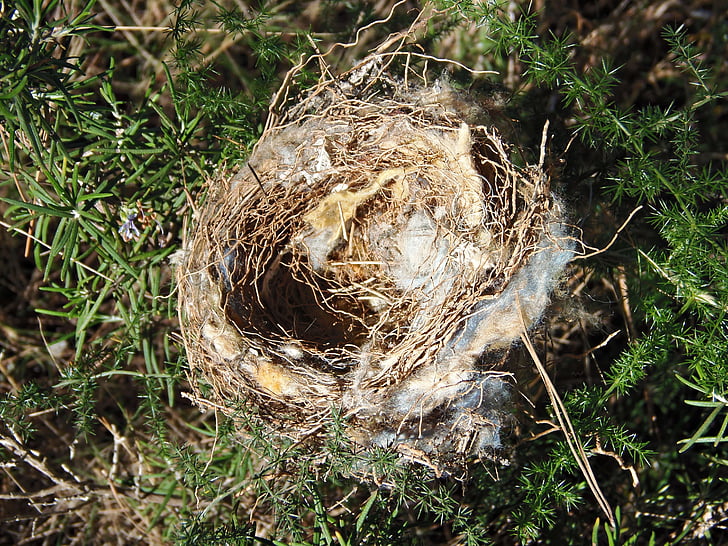 Nest, leeres nest, Abwesenheit, Feld, Natur, Wild