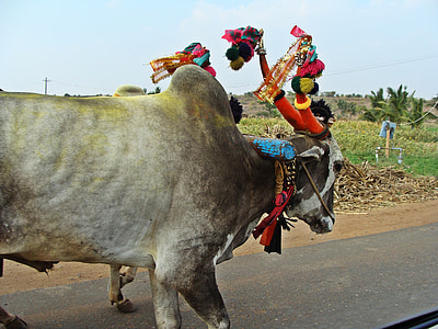 aihole, ceļu satiksmes, Karnataka, Bullock grozā, lauku, Indija, grozs