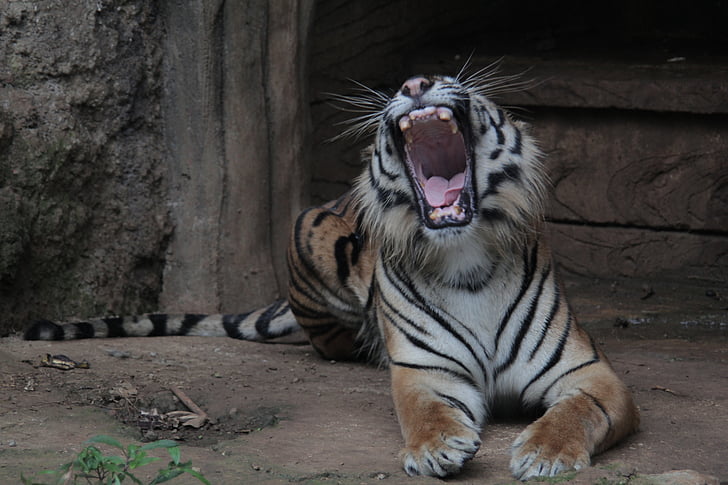 Indonezija, tigar, Panthera, Sumatranski, Tigris, biljni i životinjski svijet, životinja