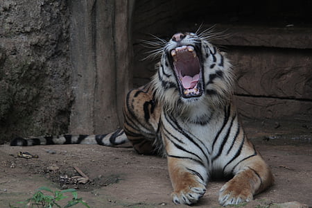 Indonesië, tijger, Panthera, Sumatraanse, Tigris, dieren in het wild, dier