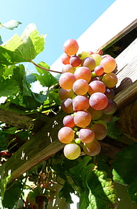 musim gugur, Oktober, Cuaca, anggur, anggur, buah anggur, Vintage