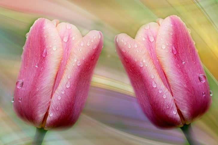 tulipani, cvetje, roza, kapljica vode, kaplja dežja, pomlad, Pomladnega cvetja