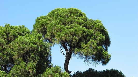 Pine, dennenbos, bos, natuur, groen, boom, Koukounaries