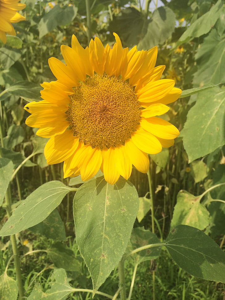 sunflower, summer, cheerfulness, prospective, bright, hope, nature