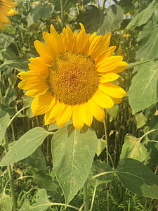 bunga matahari, musim panas, kegembiraan, calon, cerah, harapan, alam