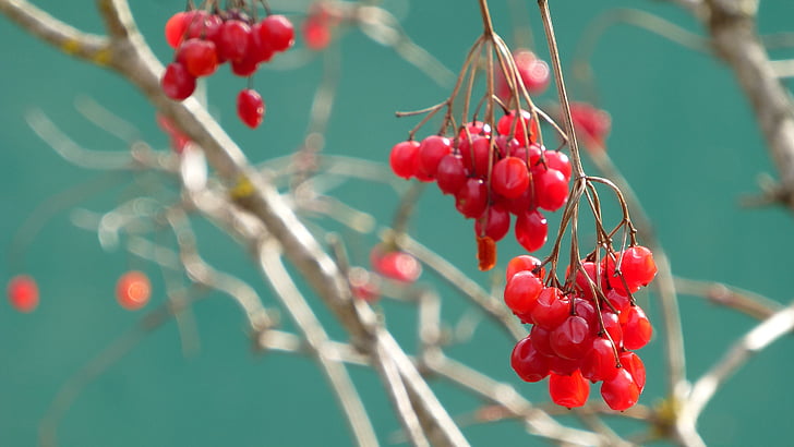Harilik lodjapuu, Berry red, esteetiline
