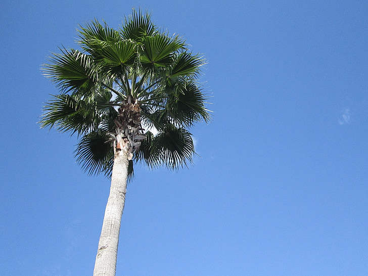 albero, natura, blu