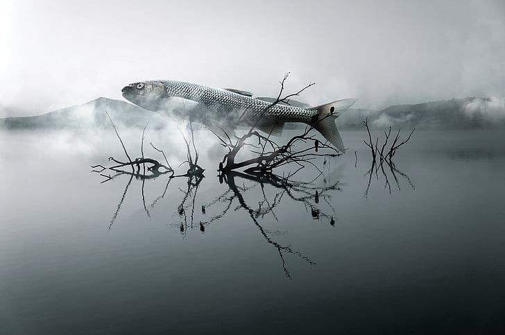fish, river, wood, cloud, surreal, dream, structure