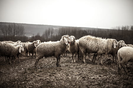 animals, black-and-white, flock, herd, sheep, agriculture, farm