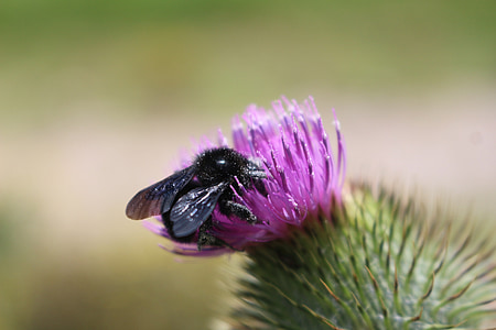 Karel Čechura, květ, barevné, včela, hmyz, květiny, Příroda