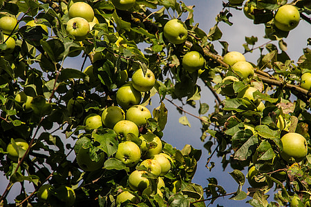 Apple, pohon apel, musim gugur, buah, apel hijau, panen, kernobstgewaechs