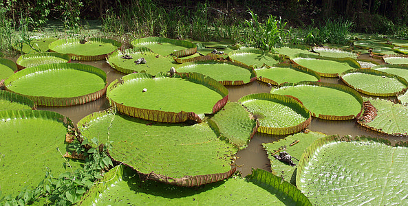water lilies, giant, amazonia, victoria, waterlily, float, large