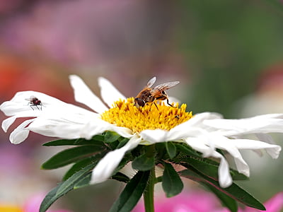insket, natura, Live, insectă, albine, polenizare, floare