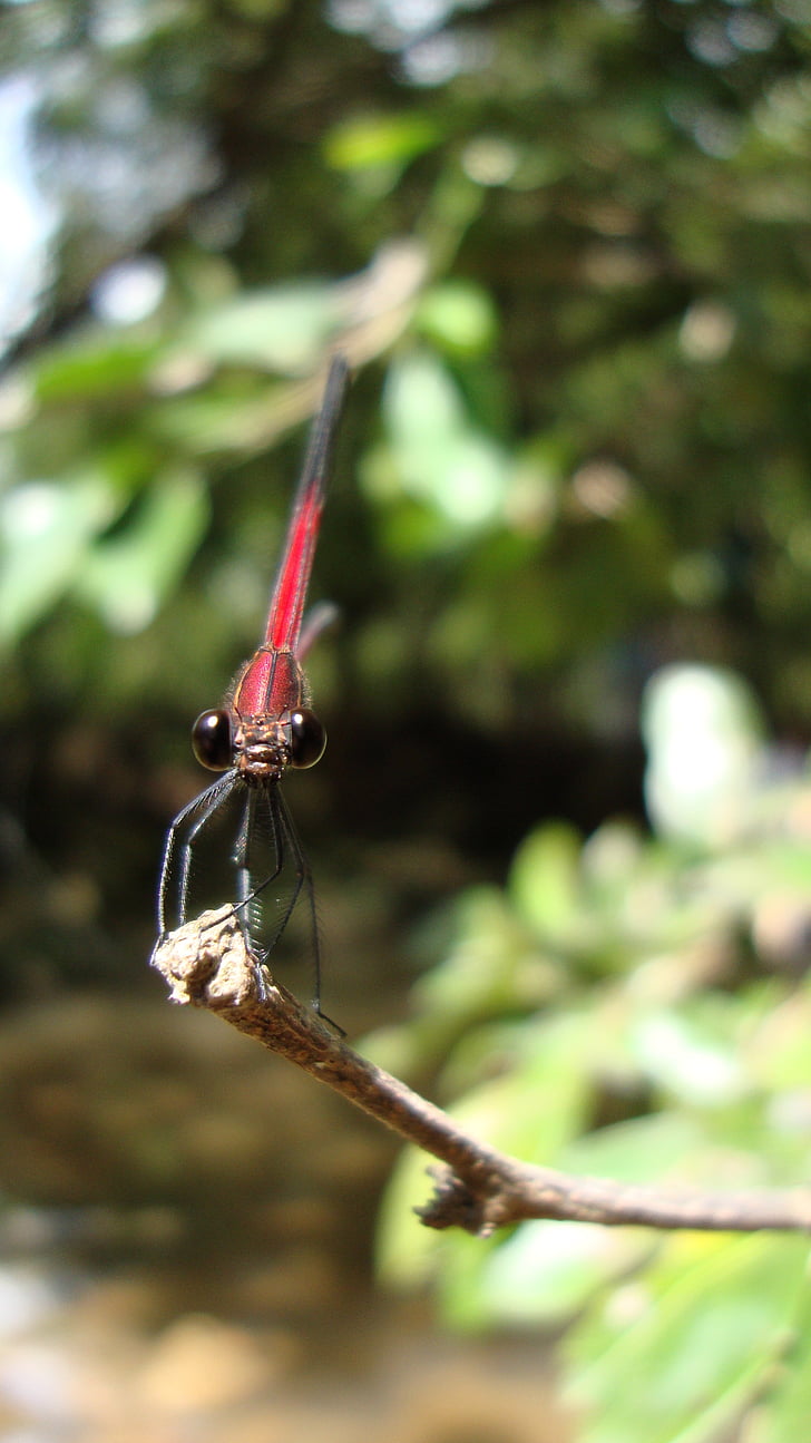 Dragonfly, Anisoptera, epiprocta, natur, insekt
