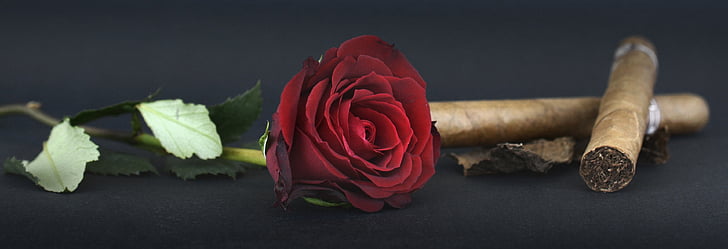 stieg, rote rose, Zigarre, Tabakblätter, Rosenblüten, Blume, Blüte
