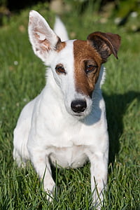Fox terrier, fox terrier de pelo liso, miniatura smooth fox terrier, cão, em miniatura, suave, canino