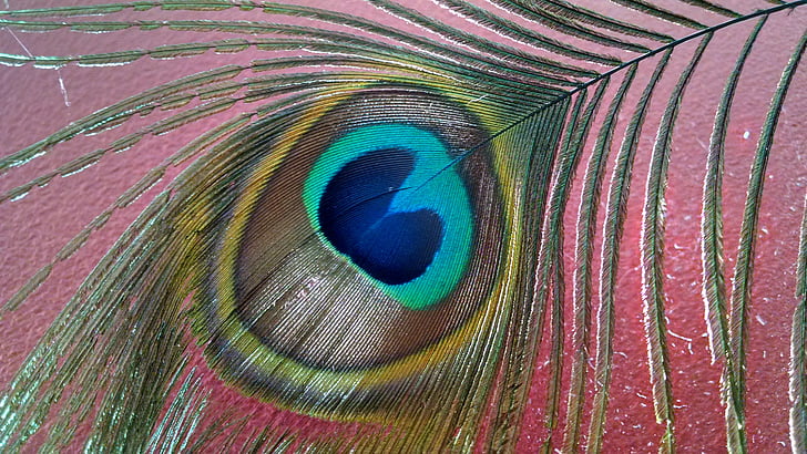 Pav, škoda, barve, Peacock feather