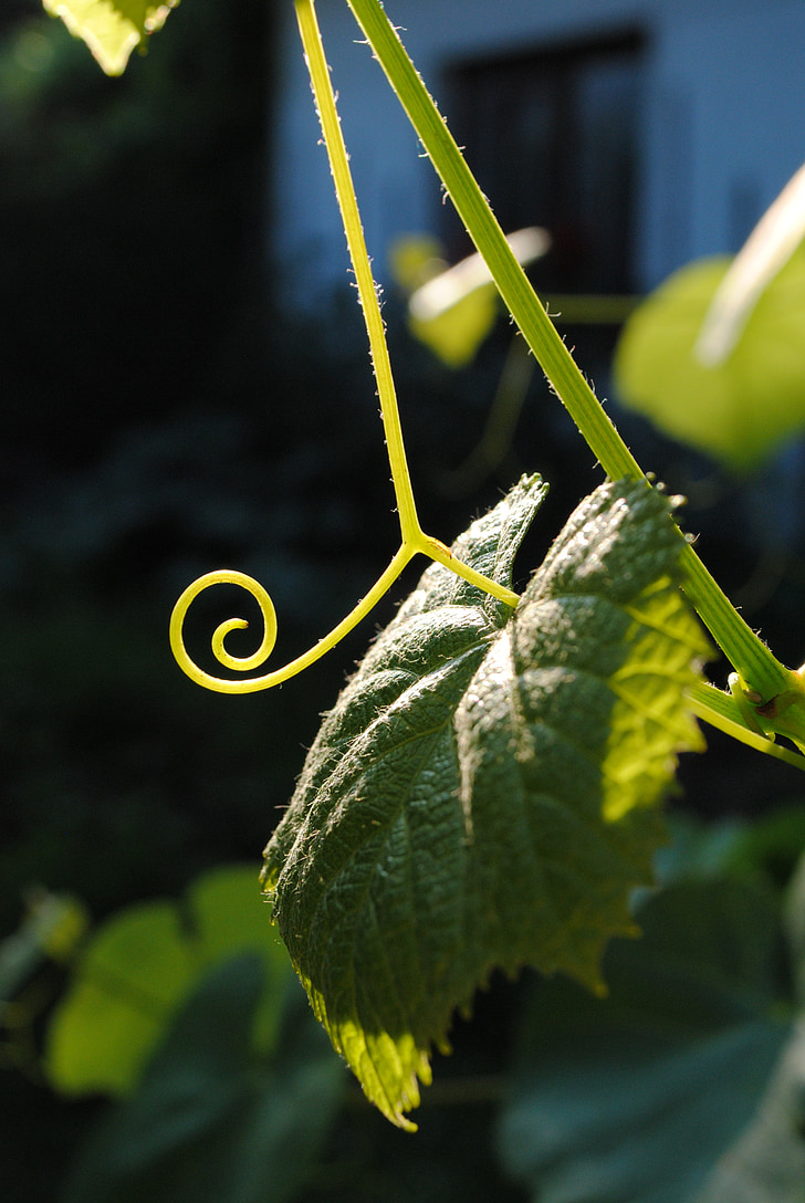 spiral, plant, green, light, sheet, wine, sun